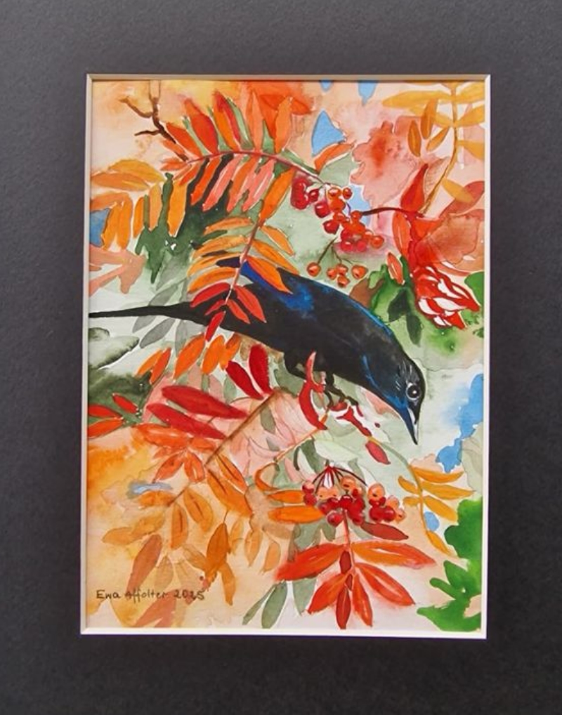 Amsel