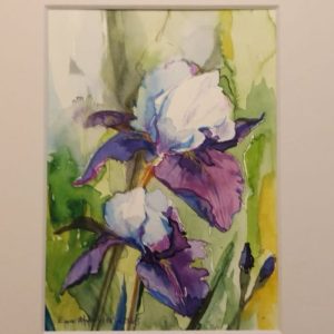 Iris