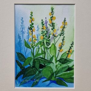 Mullein