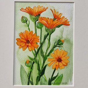 Ringelblumen
